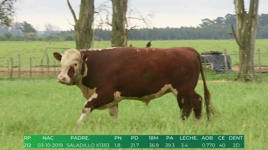 Lote Toros POLLED HEREFORD a remate en 4º  Remate  Anual Cabaña El Treból en Liga de Trabajo de Guichón