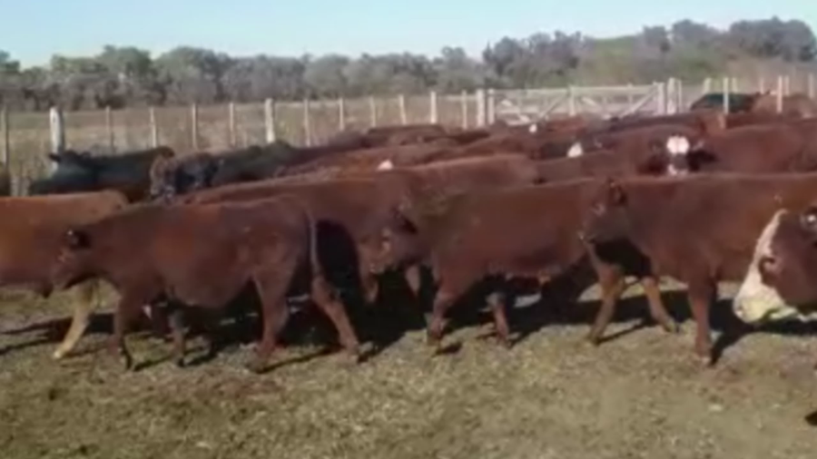 Lote 62 TERNS. MACHOS Y HEMBRAS, PEHUAJO, BS. AS.