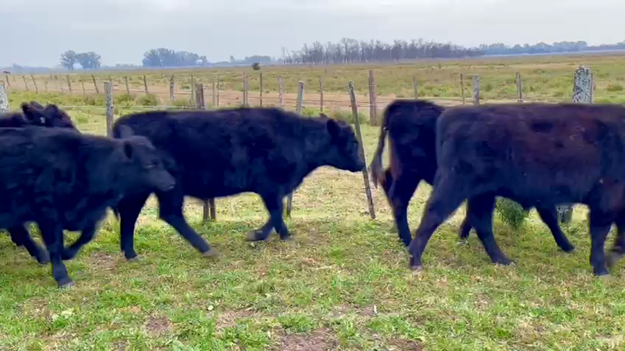 Lote 40 Terneros en San Andrés de Giles, Buenos Aires