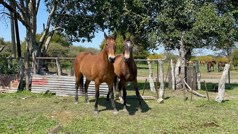 Lote 2 Yeguas Montadas en Corrientes, Curuzú-Cuatiá
