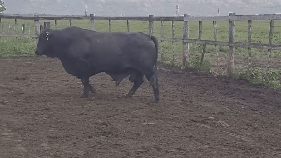 Lote Toros T. Brangus  Negro a remate en Remate de Reproductores, Asunción