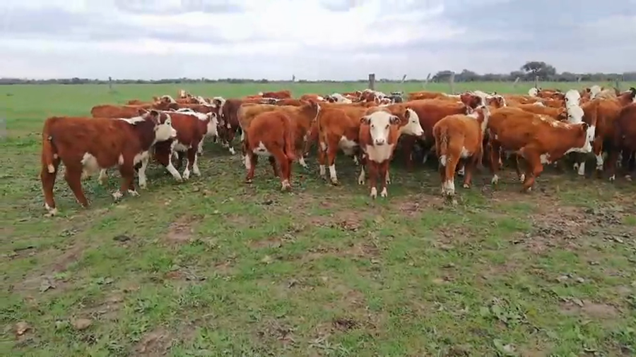 Lote 90 Terneros/as en Federal, Entre Ríos