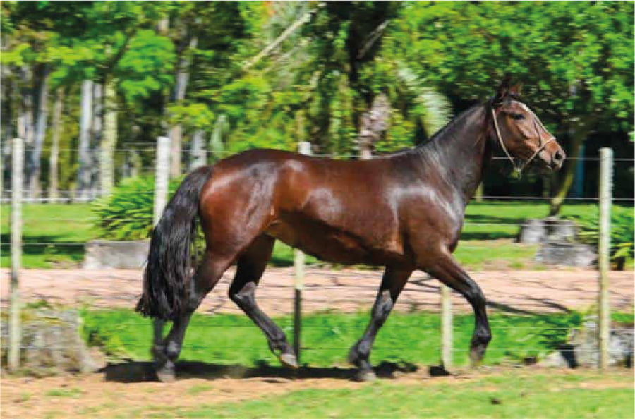 Lote El Gavilán Olivia (RP 474) Cabaña "El Gavilán"