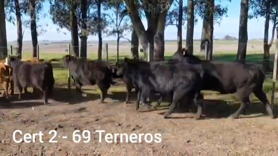 Lote TERNEROS