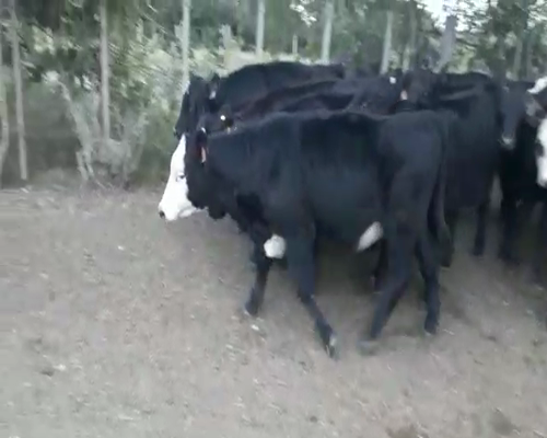 Lote 16 Terneras ANGUS a remate en Pantalla Camy 180kg - , San José