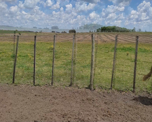 Lote (Vendido)3 Vaquillonas 1 a 2 años 2 RA X HO,  1 AA X HO a remate en #11 Remate de Pantalla 375kg - , Colonia