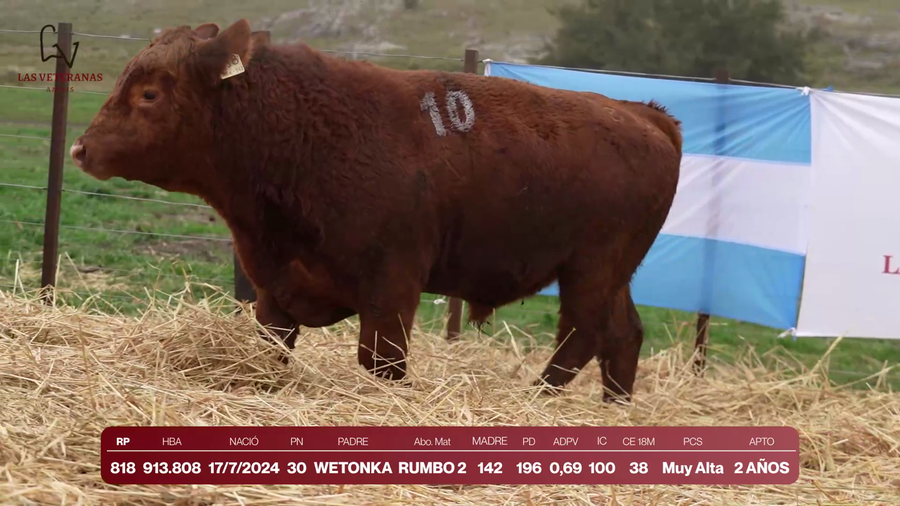 Lote Lote 3 Toros - RP 818