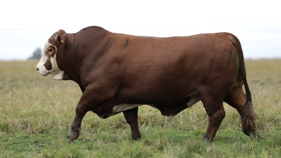 Lote Toros
