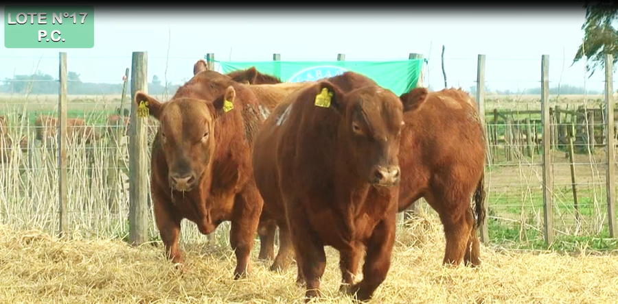 Lote TOROS PUROS CONTROLADOS