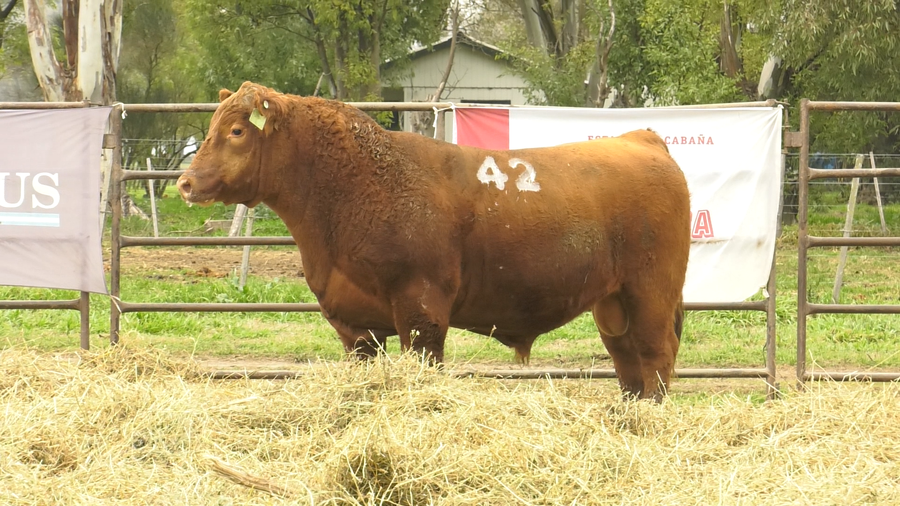 Lote TOROS ANGUS COLORADOS  PC