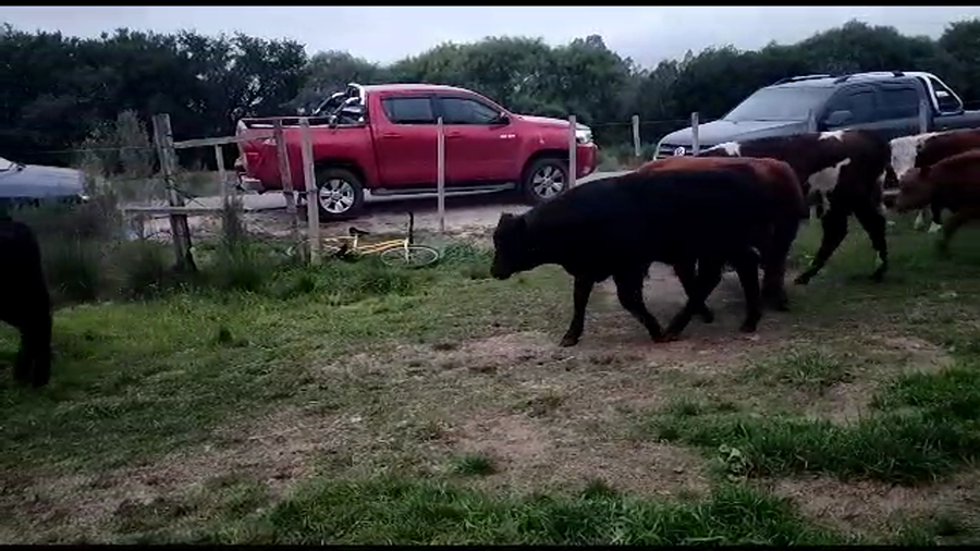 Lote 13 Terneros angus y cruza a remate en 9° Entre Martillos 200 kg -  en Camino Guaycuru
