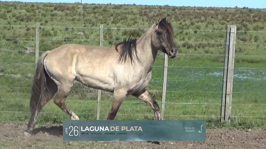 Lote Yeguarizos a remate en Criollos, Montevideo