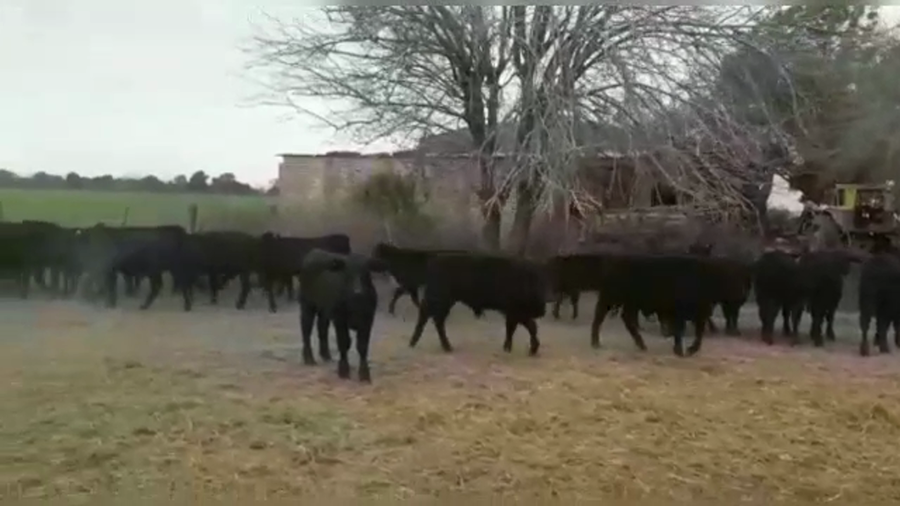 Lote 35 Terneras Angus Negro en Nelson, Santa Fe