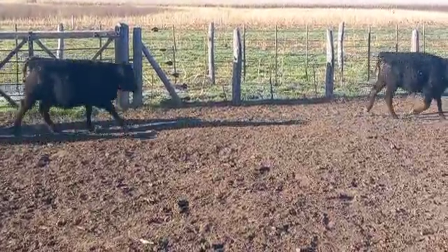 Lote 75 Terneros/as en Pirovano, Buenos Aires