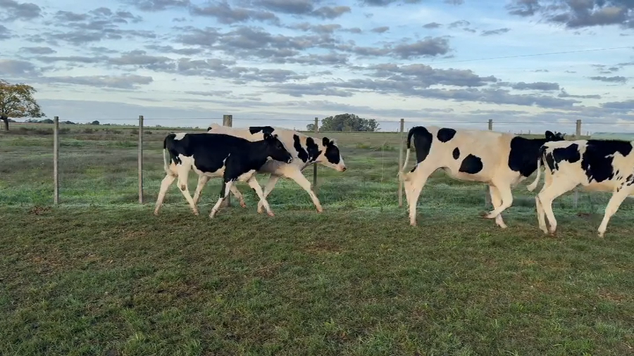 Lote VAQUILLONAS + 2 AÑOS