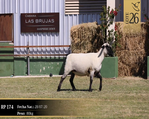 Lote Borregas a remate en Cabaña Las Brujas, San José