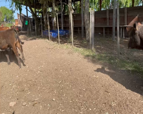 Lote 70 Terneros en Canelones, San Bautista