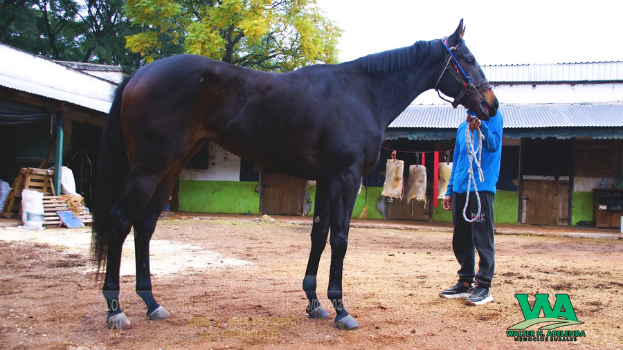 Lote RIVERS