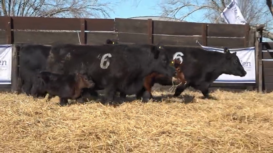 Lote Vaquillas  con Crias Me Ken