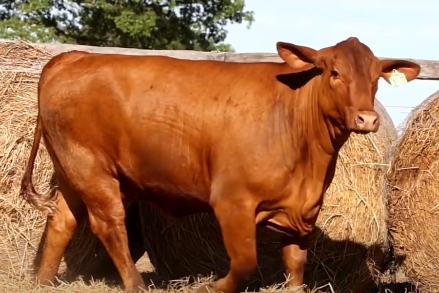 Lote HEMBRAS PREÑADAS PRODUCTO FIV - PROSPECTO DE DONANTE