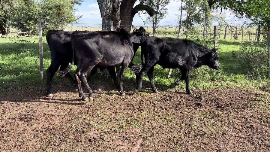 Lote NOVILLOS 1 A 2 AÑOS