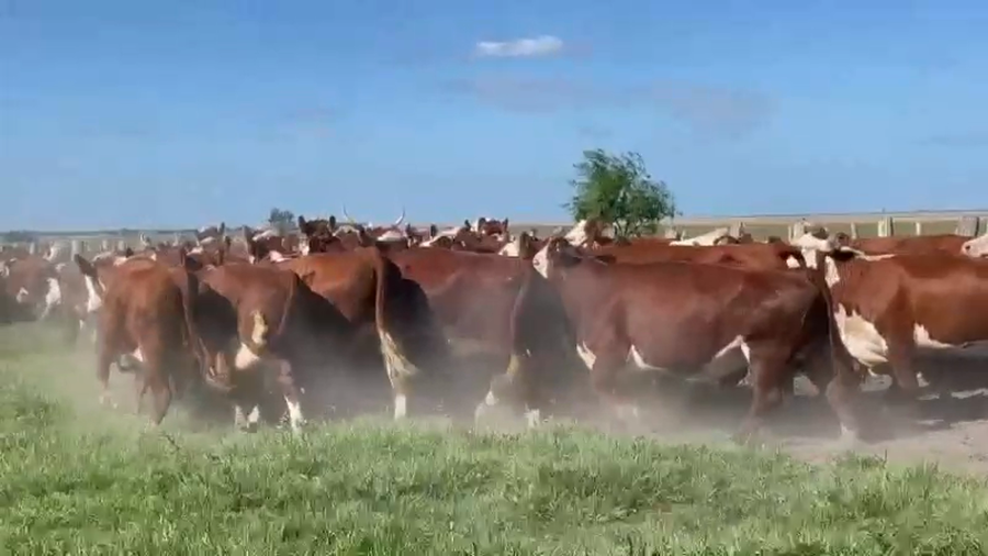 Lote 35 Vacas de invernar en Concordia, Entre Ríos