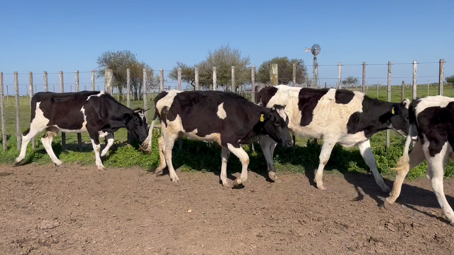 Lote VAQUILLONAS 1 a 2 AÑOS