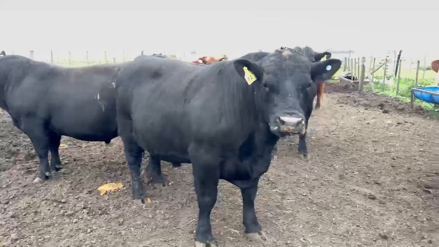 Lote 10 Toros