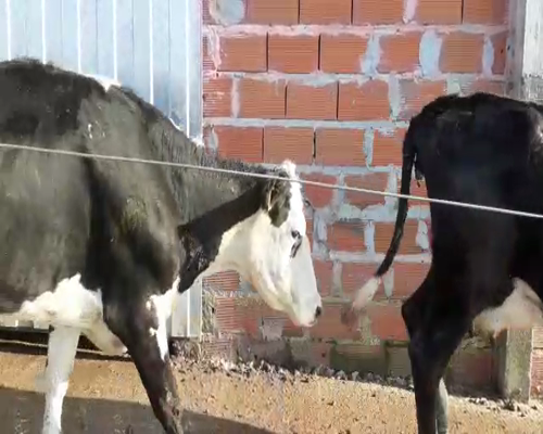 Lote VAQUILLONAS Y VACAS EN PRODUCCION