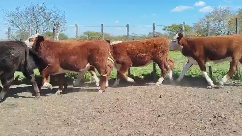 Lote 65 Terneros