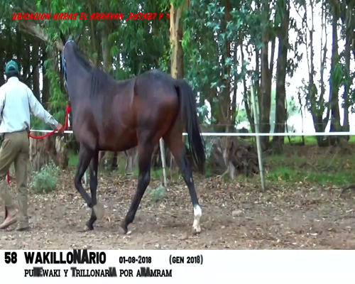 Lote WAKILLONARIO