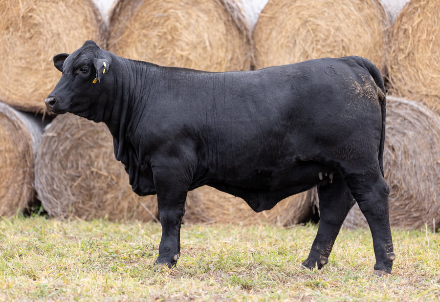 Lote LOTE 39