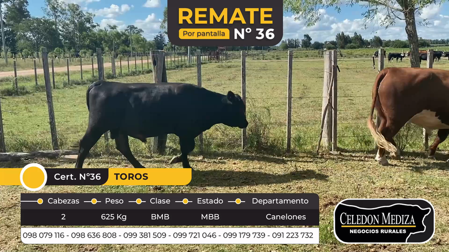 Lote 2 Toros en Canelones