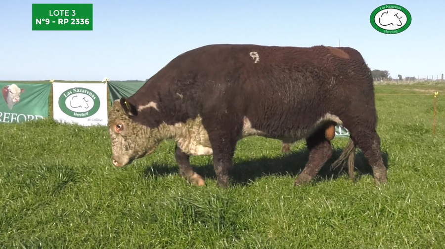 Lote Toros Polled Hereford Puros Registrados. Las Nazarenas