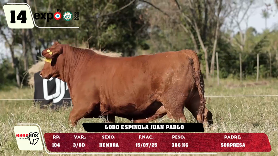 Lote LOTE 14