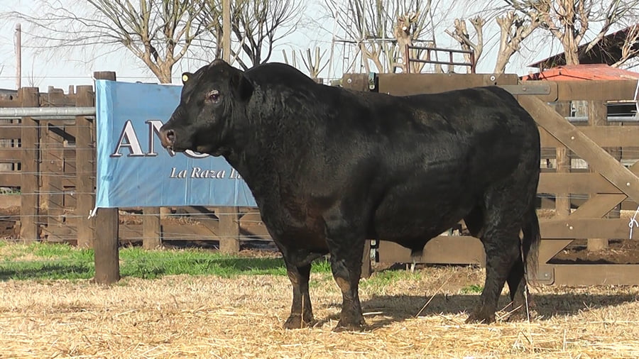 Lote TORO ANGUS PP