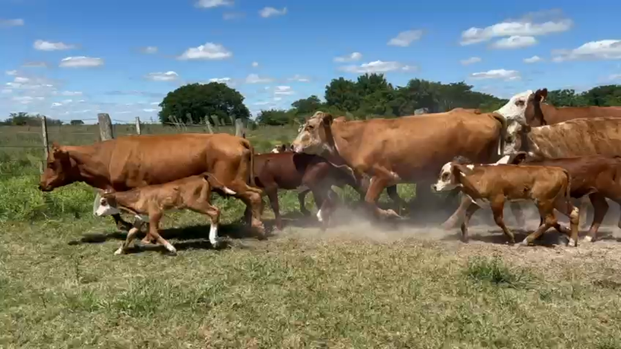 Lote 92 Vacas CUT con cría