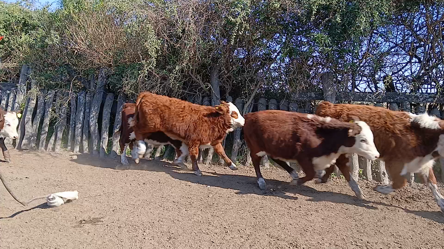 Lote 81 Terneros/as en Corrientes, Curuzu Cuatia