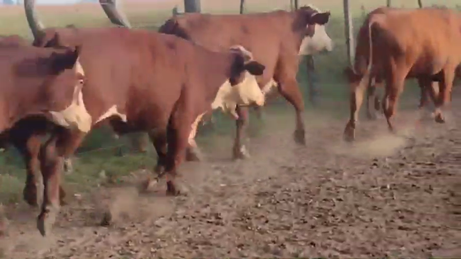 Lote 45 Novillos en Paso de Los Libres, Corrientes