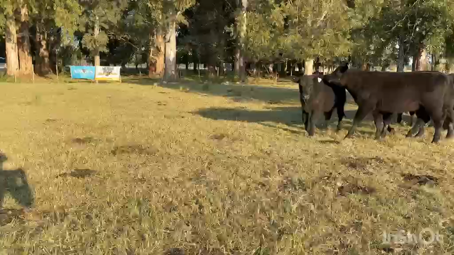 Lote 50 Terneros