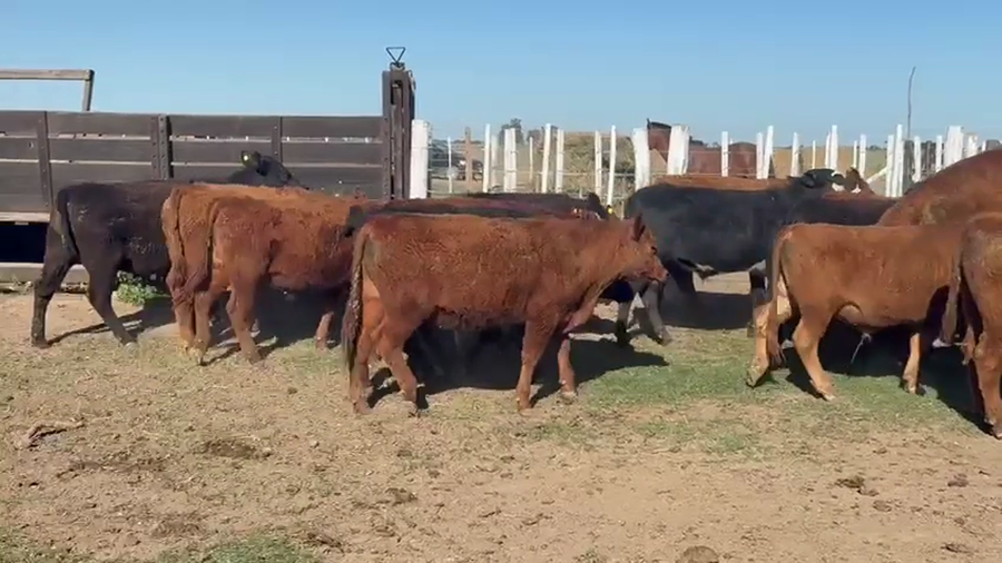 Lote 39 Terneros