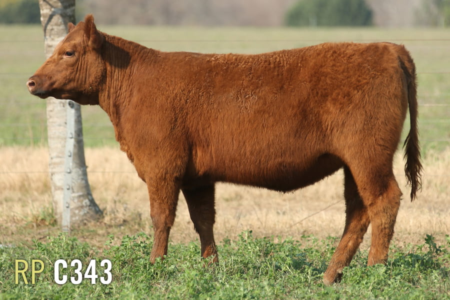 Lote 3 TERNERAS PURAS DE PEDIGREE