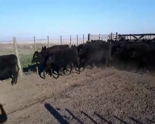 Lote 40 Terneras en arboledas, Buenos Aires