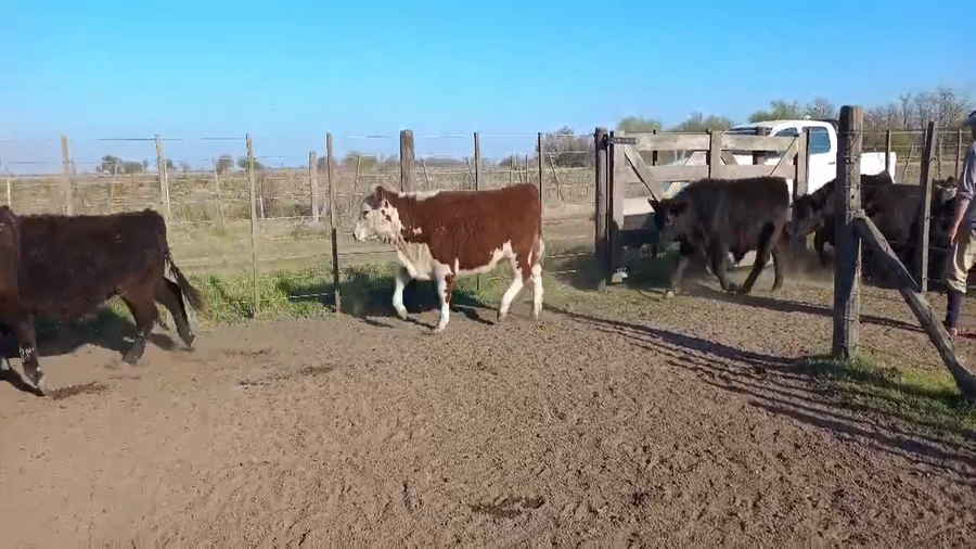 Lote 60 Terneros/as en Carlos Tejedor