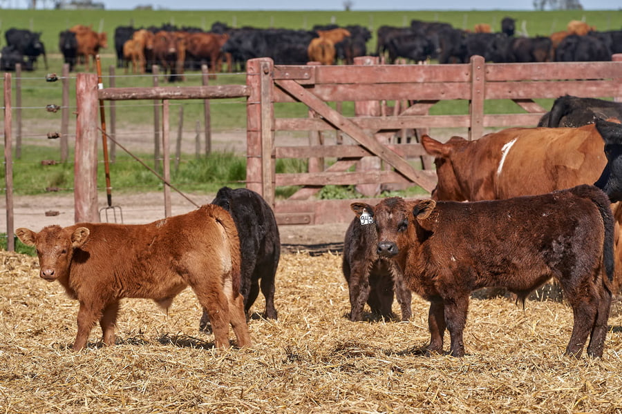 Lote "TRES MOLINOS" VAQUILLAS P.C CON CRIA