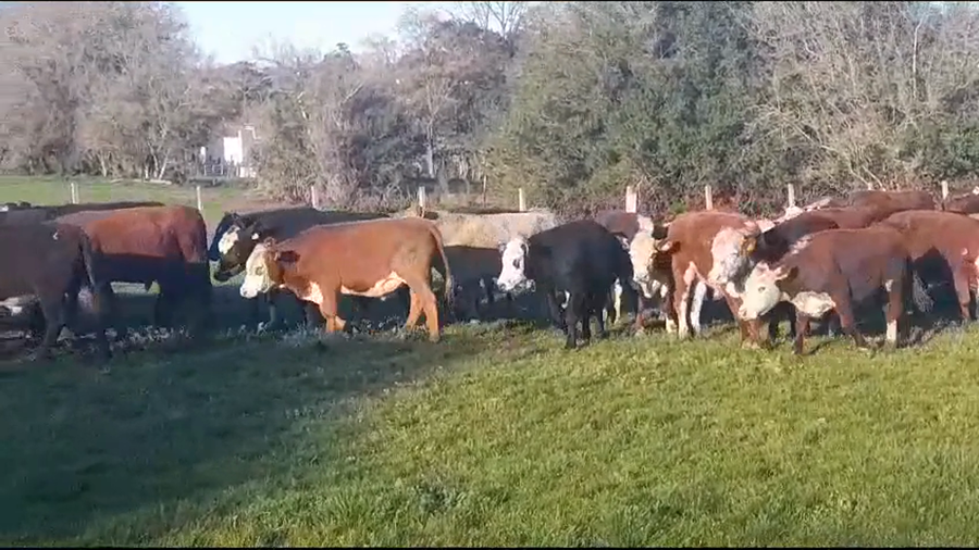 Lote (Vendido)45 Novillos HEREFORD/ ANGUS a remate en #37 Pantalla Carmelo 355kg -  en COSTAS DEL ROSARIOS