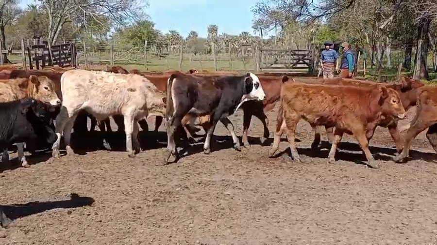 Lote 90 Terneros en Corrientes, San Luis del Palmar