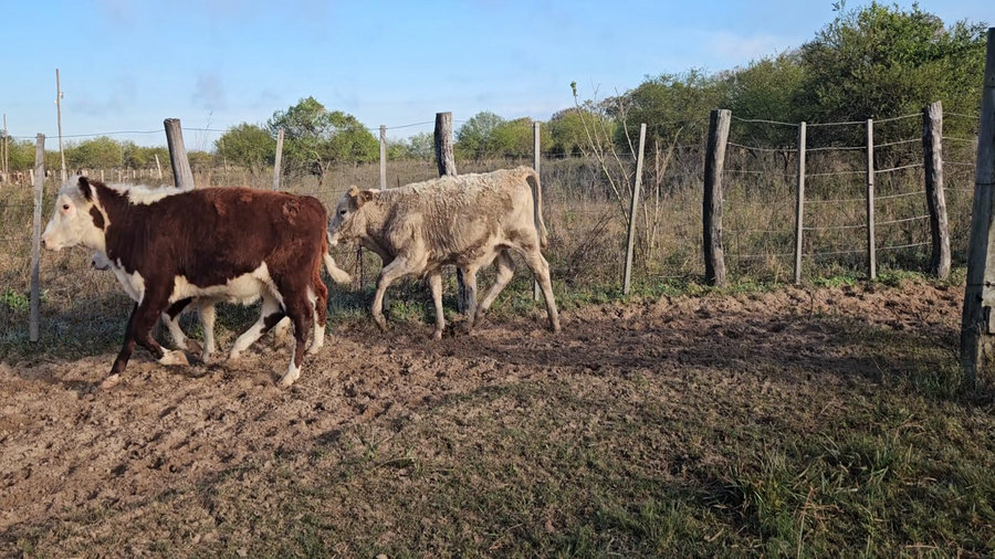 Lote 68 Terneros/as en Corrientes, Esquina