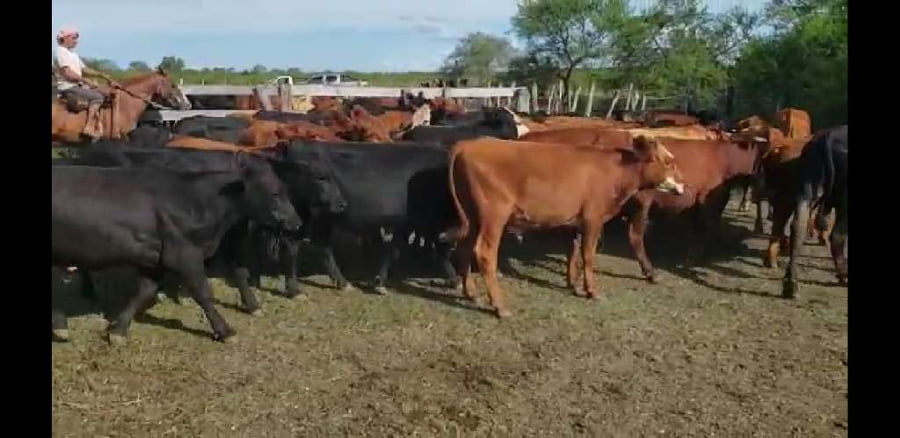 Lote 70 Novillitos en Villaguay, Entre Ríos