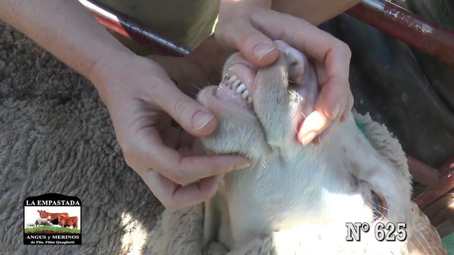 Lote CARNEROS MERINO AUSTRALIANO